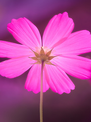 Image showing beautiful pink Cosmos bipinnatus flower