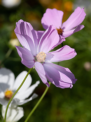 Image showing beautiful pink Cosmos bipinnatus flower