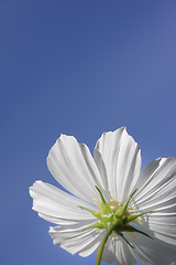 Image showing beautiful white Cosmos bipinnatus flower