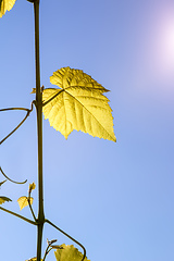 Image showing wine leaf