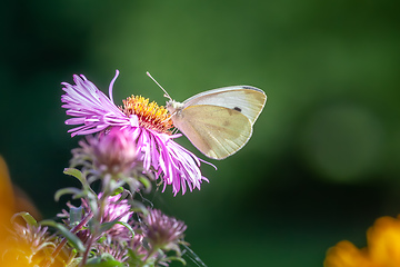 Image showing white butterfly garden