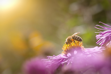 Image showing pink Aster detail macro with bee