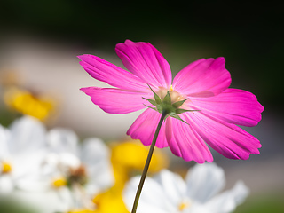 Image showing beautiful pink Cosmos bipinnatus flower