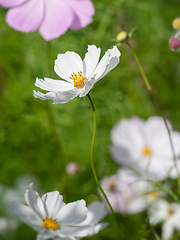 Image showing beautiful white Cosmos bipinnatus flower