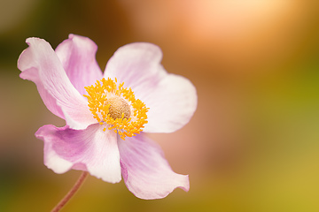 Image showing Anemone hupehensis pink flower