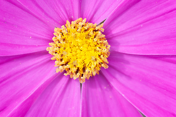 Image showing beautiful pink Cosmos bipinnatus flower