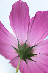 Image showing beautiful pink Cosmos bipinnatus flower