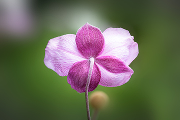 Image showing Anemone hupehensis pink flower