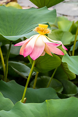 Image showing beautiful lotus flower blossom in the garden pond