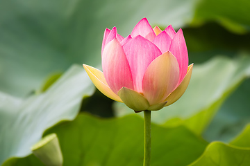 Image showing beautiful lotus flower blossom in the garden pond