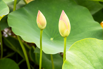 Image showing beautiful lotus flower blossom in the garden pond