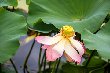 Image showing beautiful lotus flower blossom in the garden pond