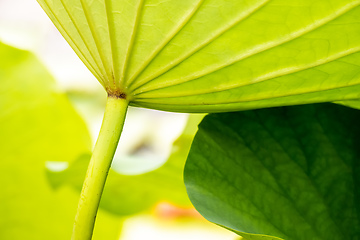 Image showing beautiful lotus flower leaf in the garden pond