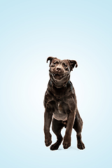 Image showing Chocolate labrador retriever dog in the studio. Indoor shot of young pet.