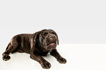 Image showing Chocolate labrador retriever dog in the studio. Indoor shot of young pet.