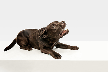 Image showing Chocolate labrador retriever dog in the studio. Indoor shot of young pet.