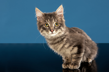 Image showing Young cat or kitten sitting in front of a blue background. Flexible and pretty pet.