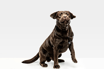 Image showing Chocolate labrador retriever dog in the studio. Indoor shot of young pet.