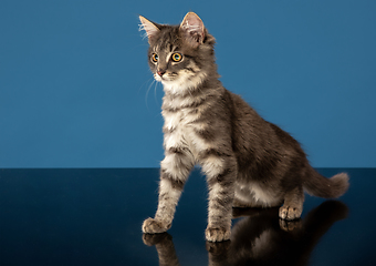 Image showing Young cat or kitten sitting in front of a blue background. Flexible and pretty pet.