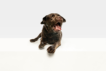 Image showing Chocolate labrador retriever dog in the studio. Indoor shot of young pet.