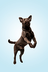 Image showing Chocolate labrador retriever dog in the studio. Indoor shot of young pet.