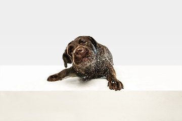 Image showing Chocolate labrador retriever dog in the studio. Indoor shot of young pet.