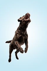 Image showing Chocolate labrador retriever dog in the studio. Indoor shot of young pet.