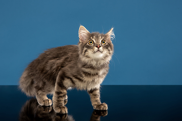 Image showing Young cat or kitten sitting in front of a blue background. Flexible and pretty pet.