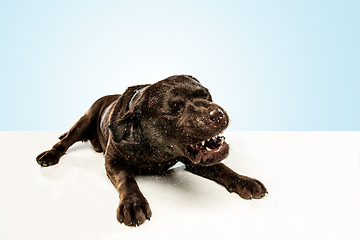 Image showing Chocolate labrador retriever dog in the studio. Indoor shot of young pet.