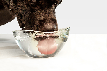 Image showing Chocolate labrador retriever dog in the studio. Indoor shot of young pet.