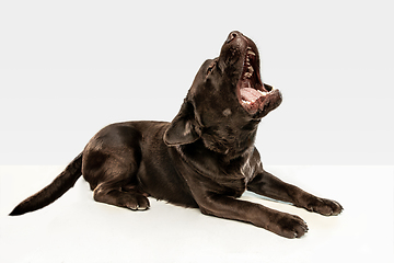 Image showing Chocolate labrador retriever dog in the studio. Indoor shot of young pet.