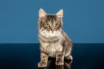 Image showing Young cat or kitten sitting in front of a blue background. Flexible and pretty pet.