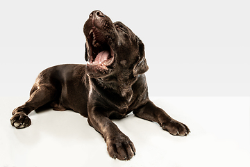 Image showing Chocolate labrador retriever dog in the studio. Indoor shot of young pet.