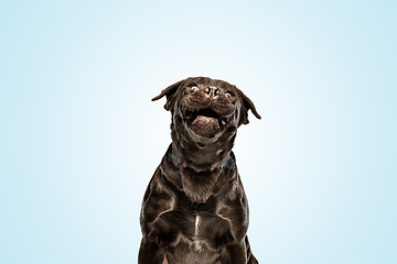 Image showing Chocolate labrador retriever dog in the studio. Indoor shot of young pet.