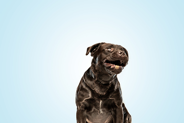 Image showing Chocolate labrador retriever dog in the studio. Indoor shot of young pet.