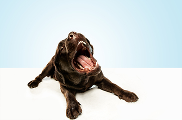 Image showing Chocolate labrador retriever dog in the studio. Indoor shot of young pet.
