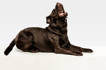 Image showing Chocolate labrador retriever dog in the studio. Indoor shot of young pet.