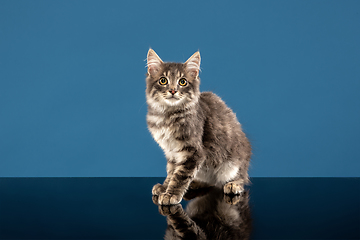 Image showing Young cat or kitten sitting in front of a blue background. Flexible and pretty pet.