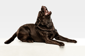 Image showing Chocolate labrador retriever dog in the studio. Indoor shot of young pet.