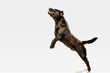 Image showing Chocolate labrador retriever dog in the studio. Indoor shot of young pet.