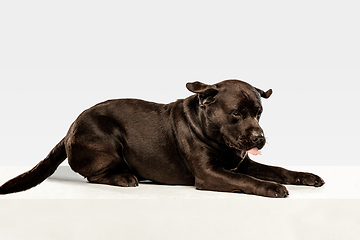 Image showing Chocolate labrador retriever dog in the studio. Indoor shot of young pet.