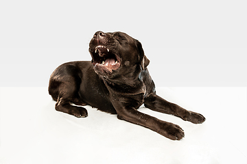 Image showing Chocolate labrador retriever dog in the studio. Indoor shot of young pet.