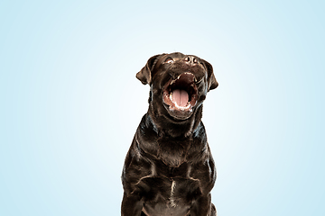 Image showing Chocolate labrador retriever dog in the studio. Indoor shot of young pet.