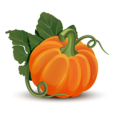 Image showing Pumpkins with leaves isolated on white background