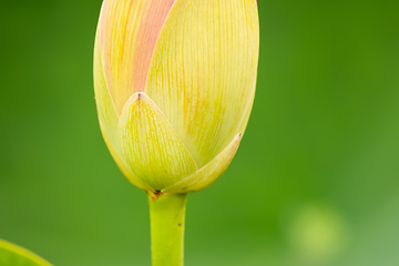 Image showing beautiful lotus flower blossom in the garden pond