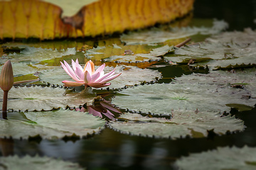 Image showing beautiful pink water lily in the garden pond