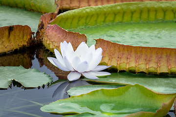 Image showing beautiful white water lily in the garden pond