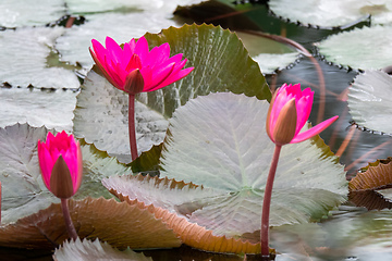 Image showing beautiful pink water lily in the garden pond