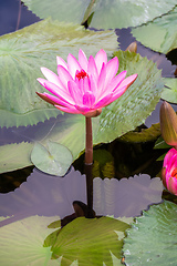 Image showing beautiful pink water lily in the garden pond