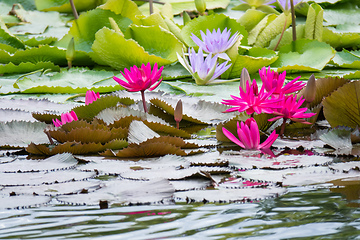 Image showing beautiful pink water lily in the garden pond